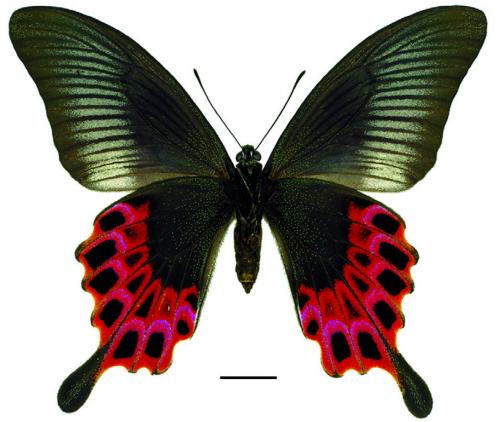 Papilio hopponis Matsumura, 1907 雙環翠鳳蝶