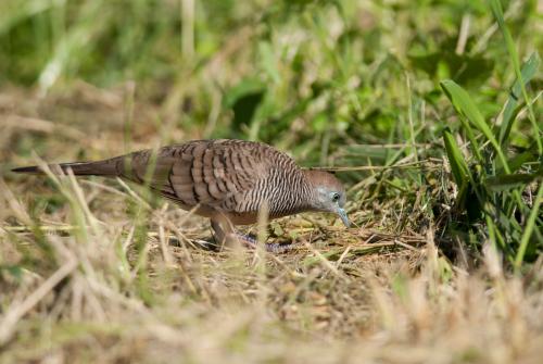 斑馬鳩 覓食