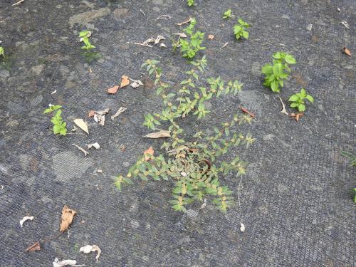 飛揚草