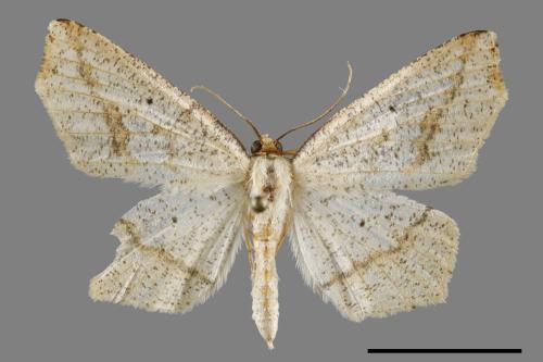 Pareclipsis serrulata[淡黃尺蛾][00120124]