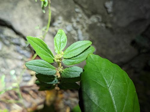 飛揚草 飛揚草