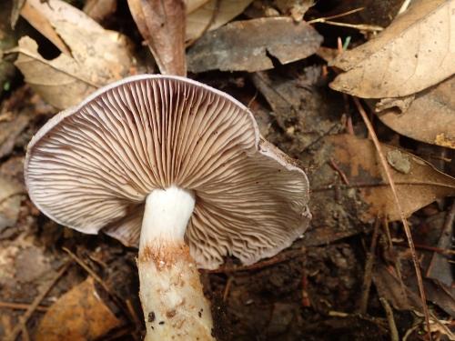 Cortinarius traganus(山羊味絲膜菌)