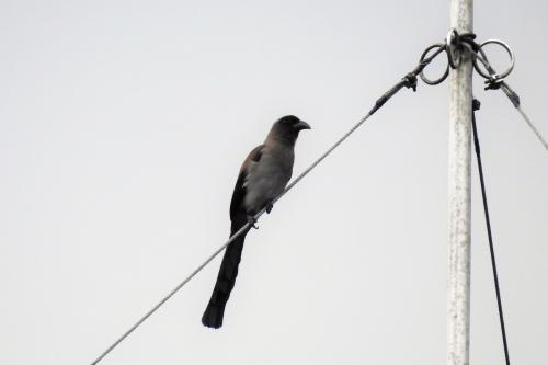 樹鵲 樹鵲