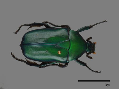 Anomalocera olivacea[細腳騷金龜][00081286]