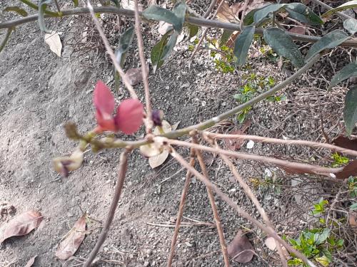 大翼豆 (長序菜豆) 大翼豆 (長序菜豆)
