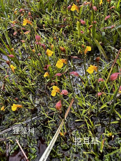 挖耳草 挖耳草