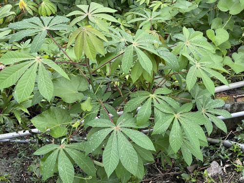 木薯 木薯