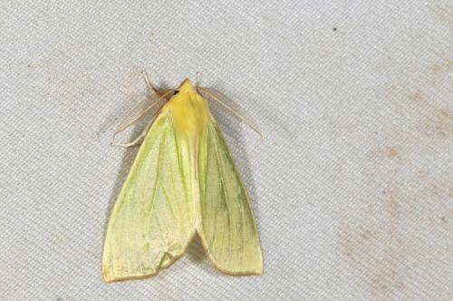 Doratoptera virescens 黃尺蛾 Doratoptera virescens 黃尺蛾