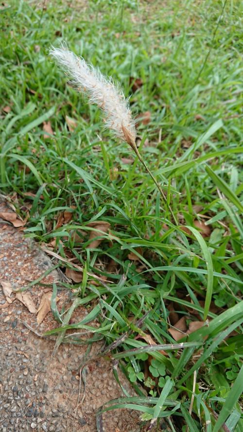 白茅 (茅針 茅根 茅草)