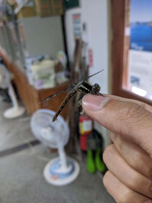 黑尾灰蜻