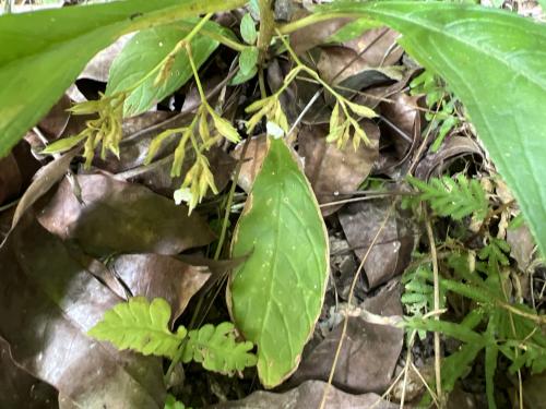 同蕊草