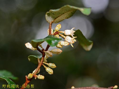鄧氏胡頹子