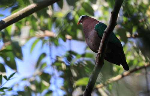 翠翼鳩 翠翼鳩