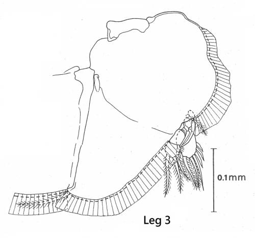 Anuretes branchialis-leg 3