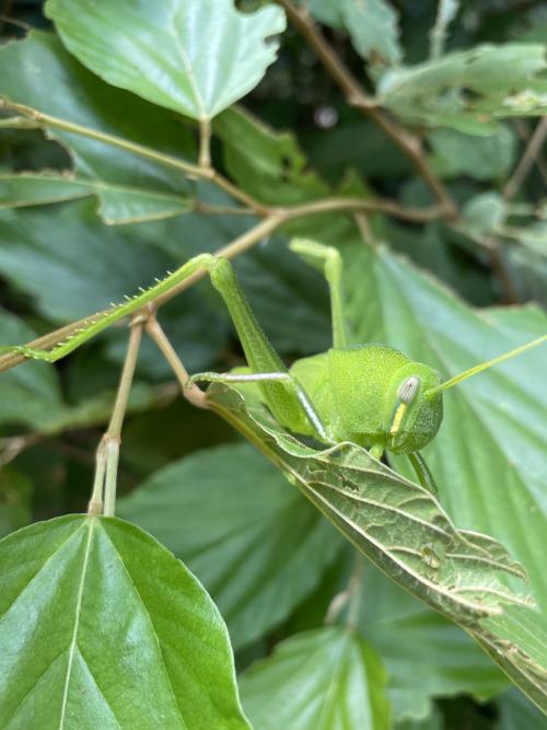 大棉蝗 大棉蝗