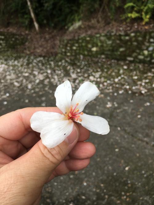千年桐 千年桐