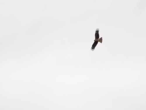 黑鳶 黑鳶