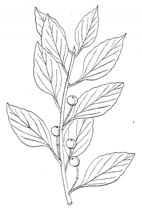 F_3_204