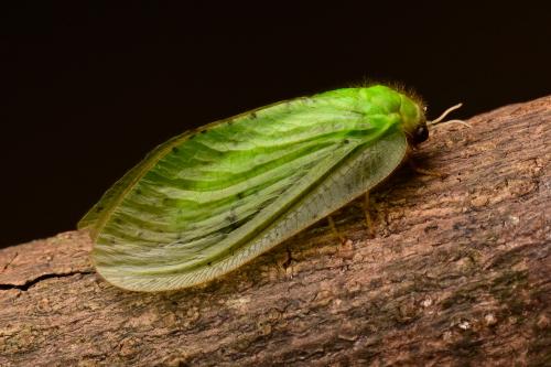 Rapisma taiwanense Rapisma taiwanense