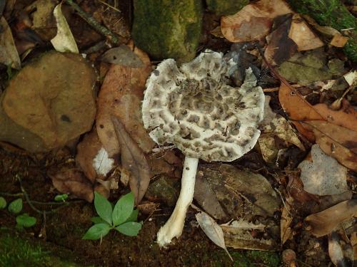 Amanita hesleri(海斯勒鵝膏)