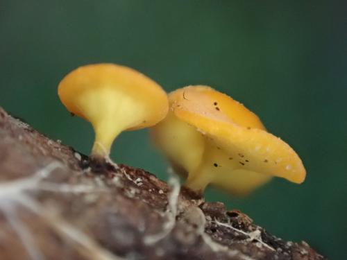 紅硬雙頭孢菌 紅硬雙頭孢菌