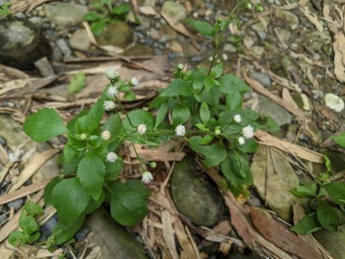 勝紅薊 (藿香薊)