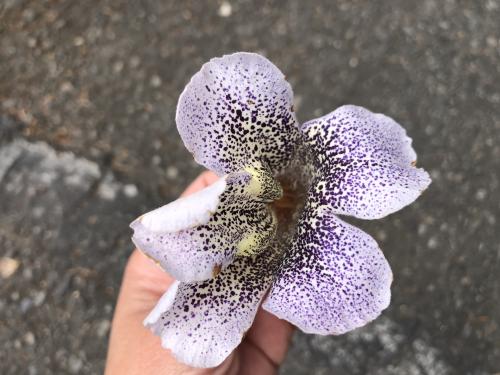 泡桐 泡桐