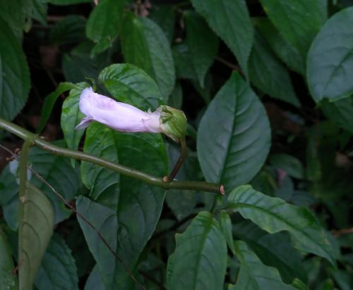 角桐草 角桐草