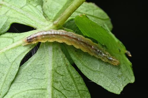 Hydriris ornatalis Hydriris ornatalis