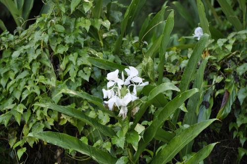野薑花 野薑花