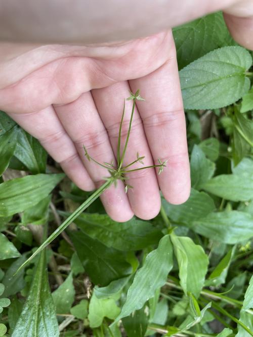 畦畔莎草