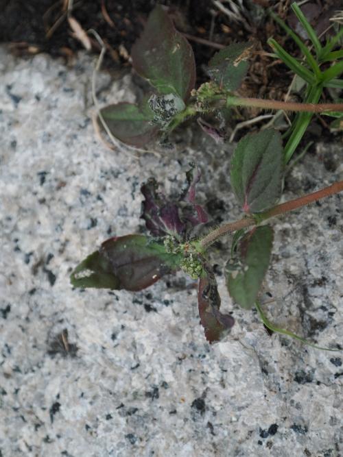 飛揚草 飛揚草