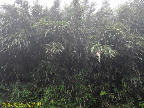 包籜箭竹