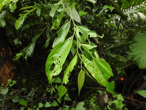 石朴