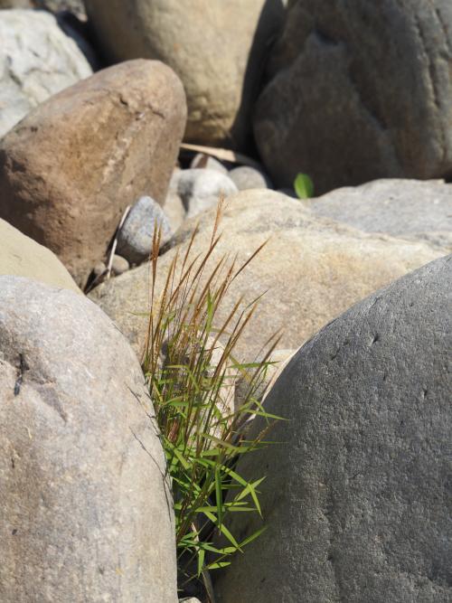 金絲草