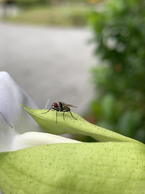 橫帶花蠅