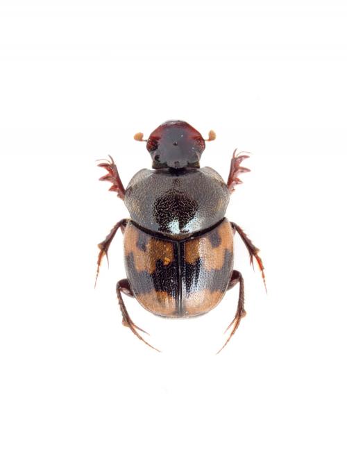 Onthophagus (Paraphanaeomorphus) trituber (Wiedemann, 1823)
