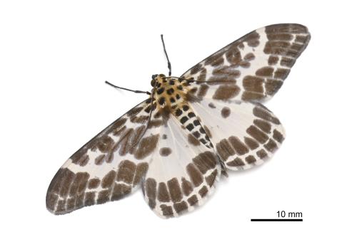 Pogonopygia nigralbata Pogonopygia nigralbata