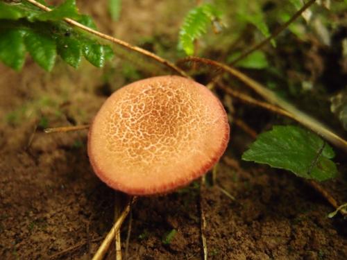 Boletus fraternus(兄弟牛肝菌)