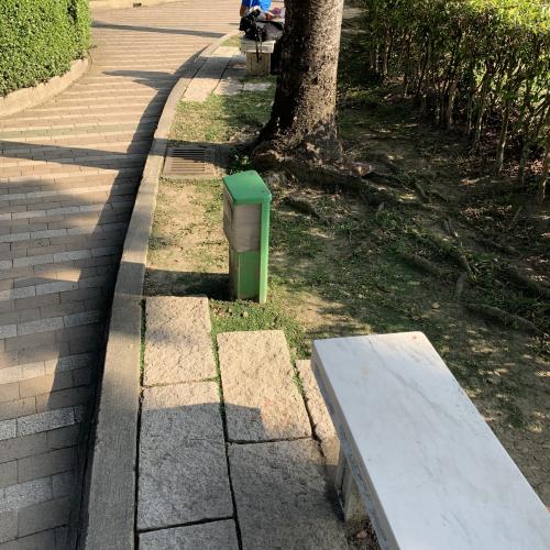 金背鳩