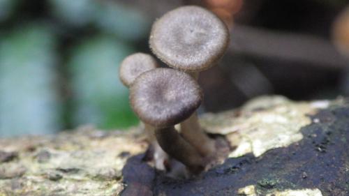 Polyporus brumalis(冬生多孔菌)