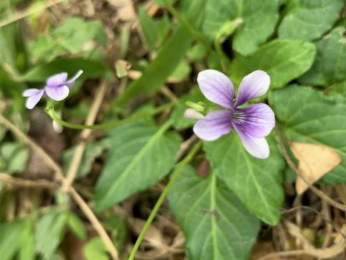 短毛堇菜
