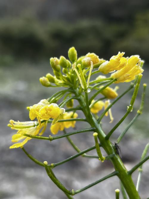 油菜 油菜