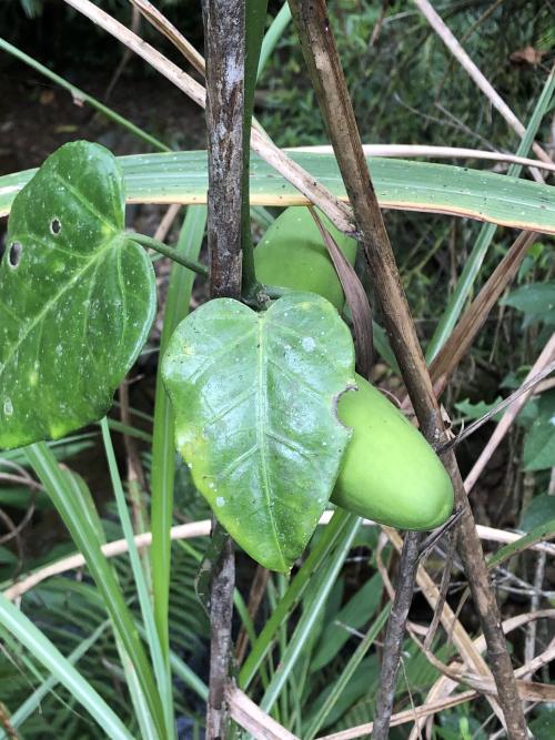 臺灣牛嬭菜 臺灣牛嬭菜