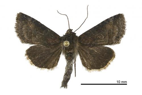 Abrostola abrostolina_male_Yulao_logan_27