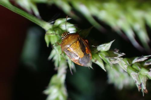 Menida versicolor