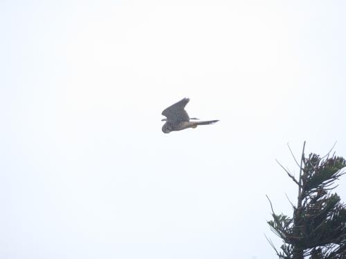 Eurasian Kestrel