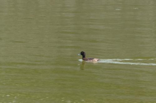 鳳頭潛鴨 鳳頭潛鴨