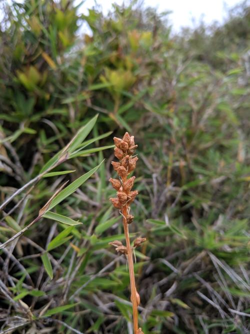臺灣粉條兒菜 臺灣粉條兒菜