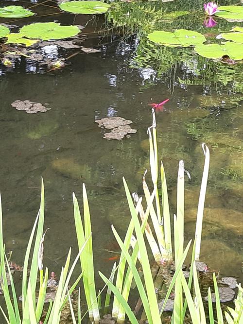 紫紅蜻蜓